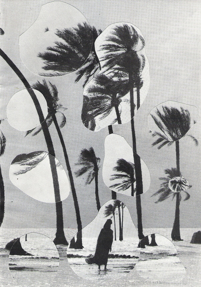collage, palm, palm tree, water, landscape