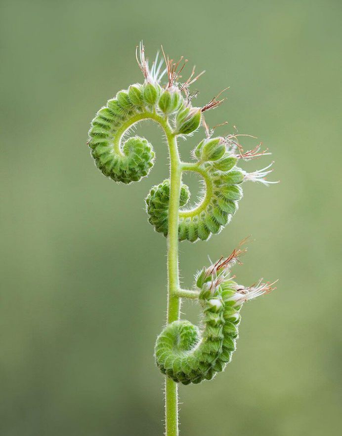Unfurling by Ashley Moore