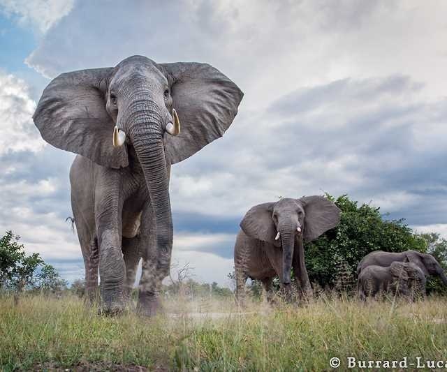 Wildlife Animals by Will Burrard-Lucas #wildlife #photography #animals