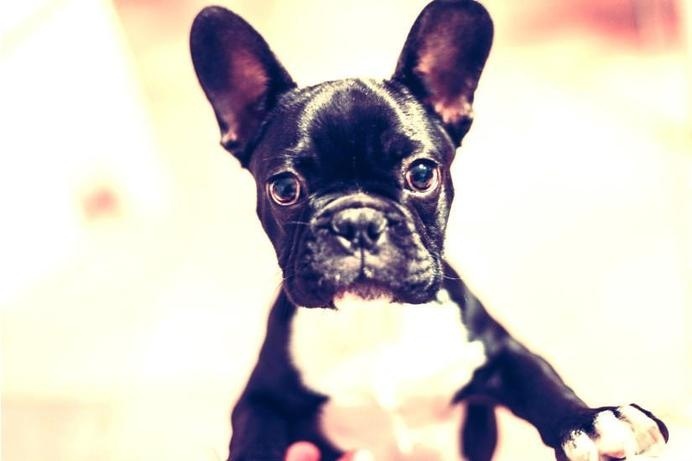 Dog! http://www.polarfox.com #photo #photography #animal #pet #dog