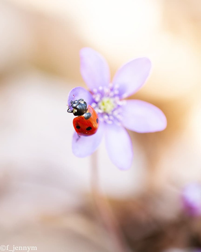 Flowers of Sweden: Beautiful Flowers Pictures by Jenny Mårtensson