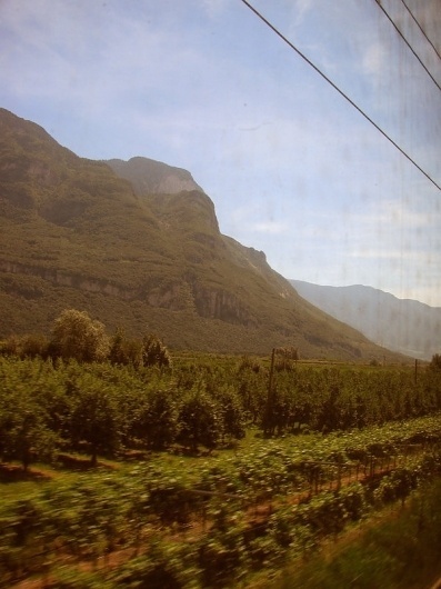 Italia on the Behance Network #vinyards #italy
