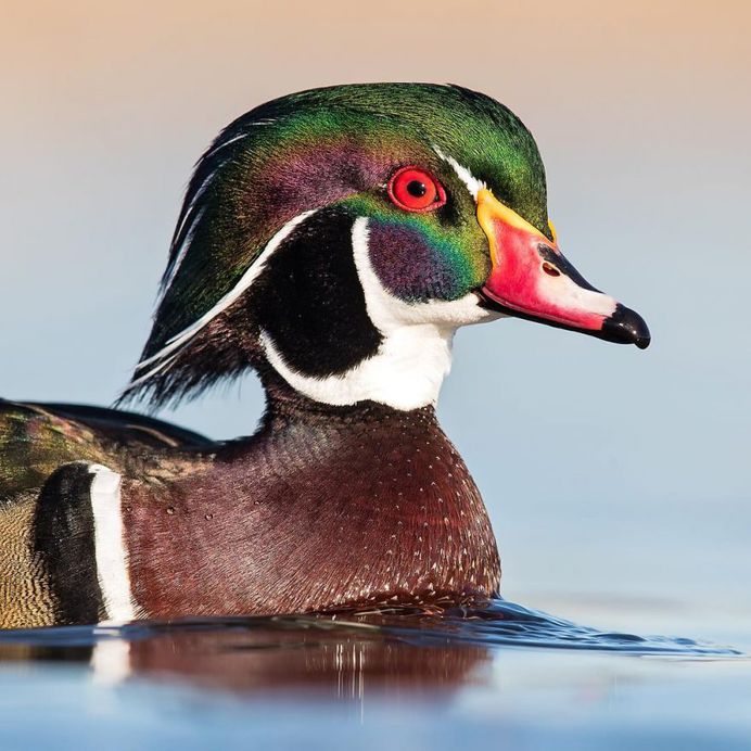 Wood Duck