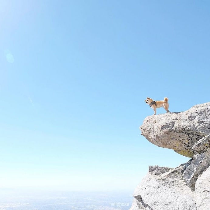 Minimal Pup Instagram Account: Tiny Pups in Big Places