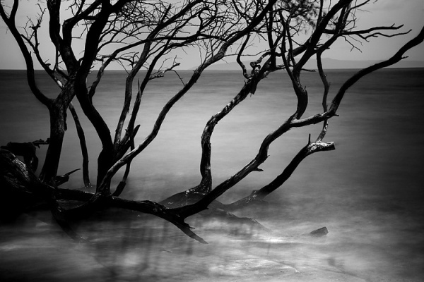 everyday_i_show: photos by Cole Thompson #water #tree #mist #photography #mangrove #lake #branches