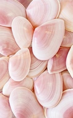 pink shells