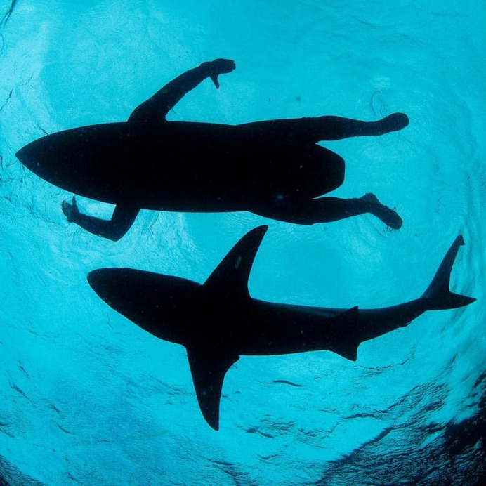 Mind-Blowing Wildlife and Underwater Photography by Thomas Peschak