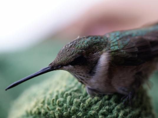Adorable Hummingbird