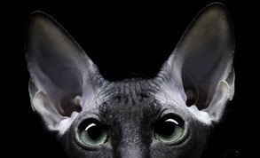 POC a POC #sphynx #cat