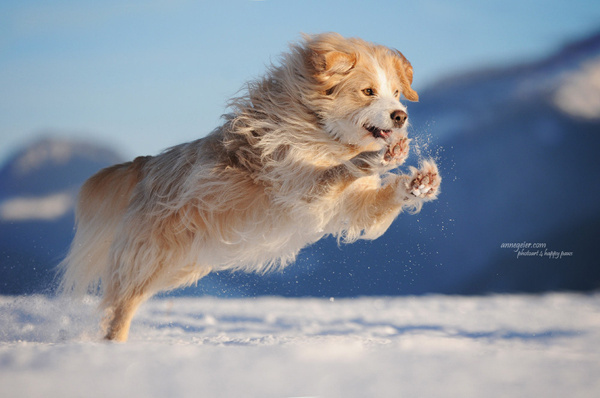 50 Lovely Puppy Pictures #puppy #pictures