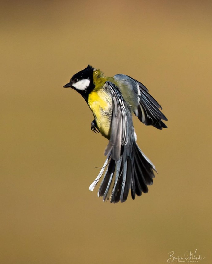 #birdlife: Beautiful Bird Photography by Benjamin Wende