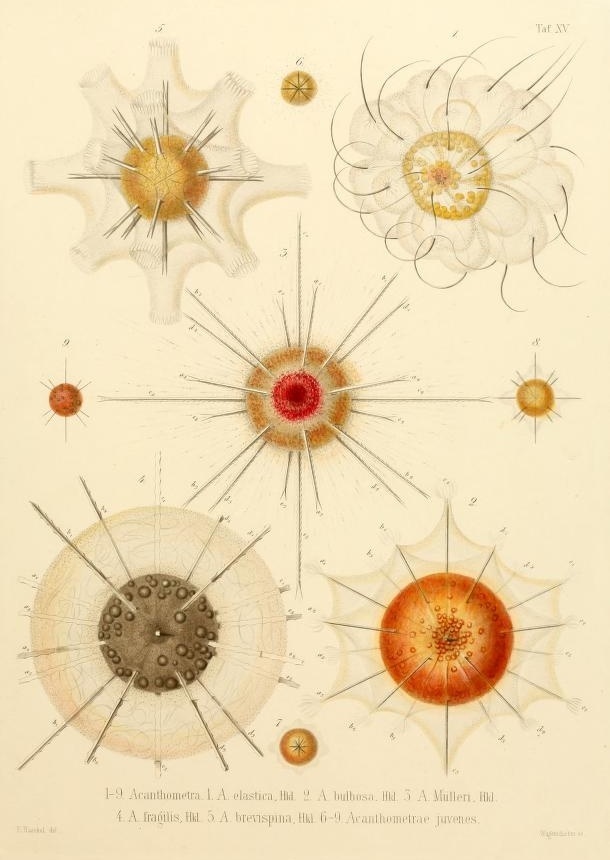 Ernst Haeckel's Radiolaria (1862) / #illustration #abstract