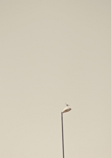 The Momentary | The photography of Murray Mitchell #cape #photography #town #seagul