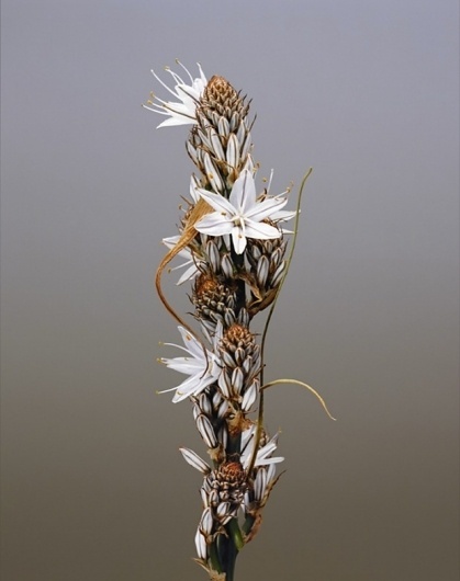 The country habit has me by the heart… - but does it float #photography #minimal #plant
