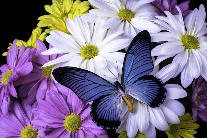 daisy painting & daisy paint by number #painting