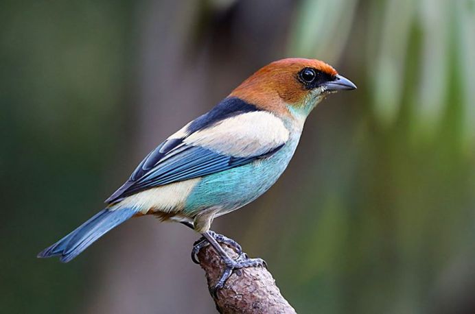 #planetbirds: Incredible Bird Photography by Lindolfo Vieira Souto