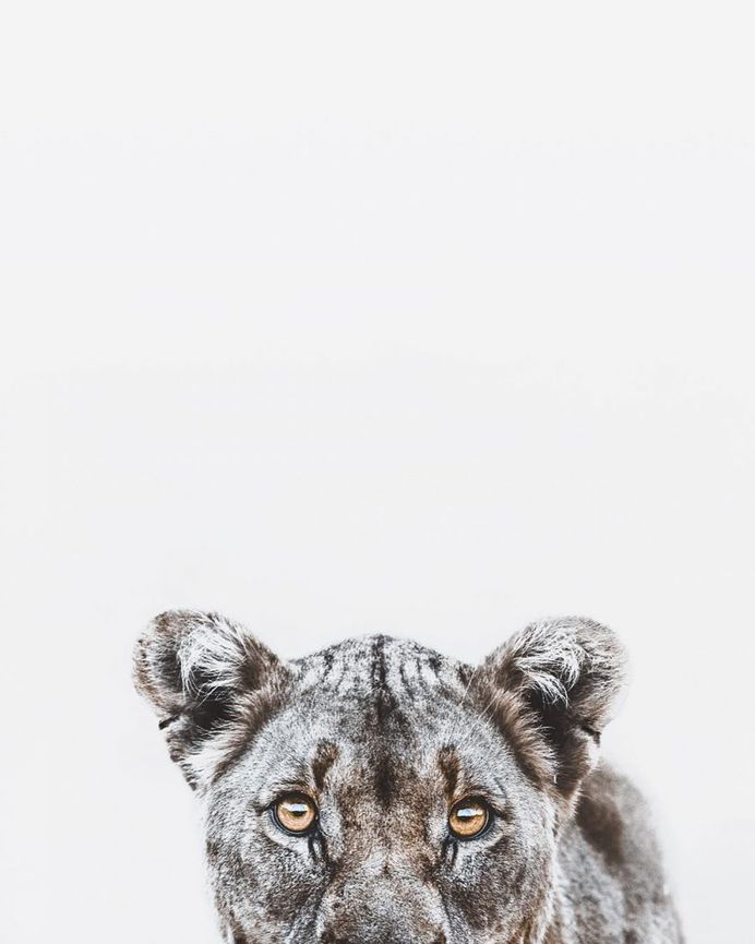 Breathtaking Portraits of Wild Animals by Donal James Boyd