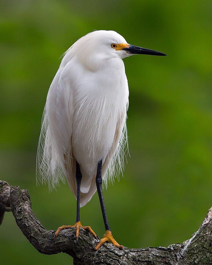 #birdsofinstagram: Fantastic Bird Photography by Jeffrey P Karnes