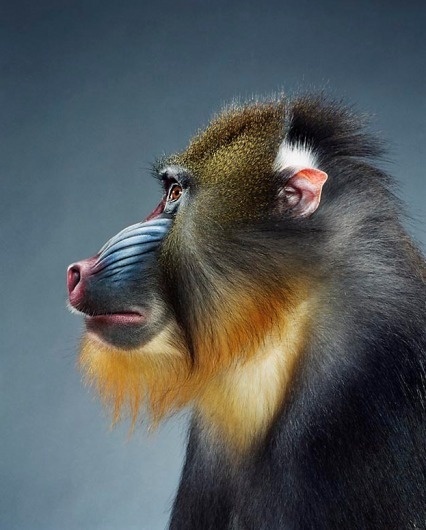 Screen-shot-2011-02-03-at-09.54.21.png 623×774 pixels #photography #monkey
