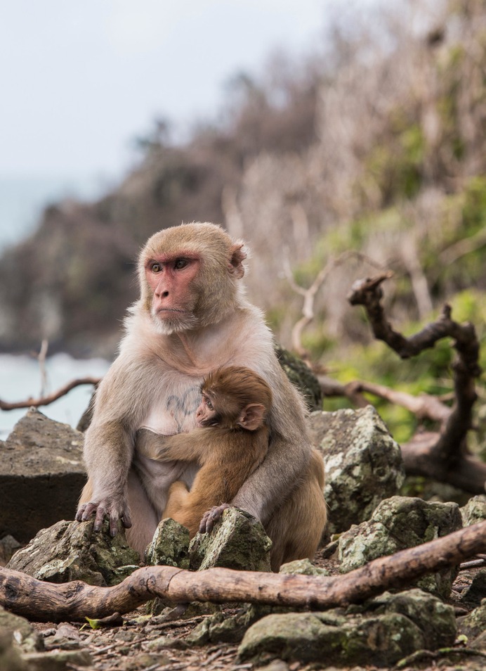 Primal Fear: Can Monkeys Help Unlock the Secrets of Trauma? - The New York Times
