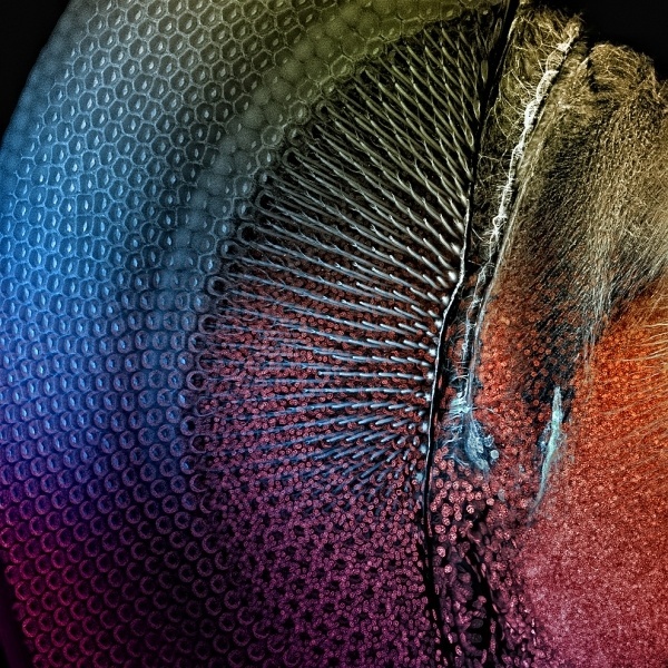 Extraordinary Microscope Photographs - The Big Picture - Boston.com #photography #microscope