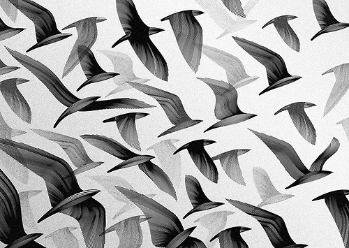 kai & sunny #birds #illustration #pattern