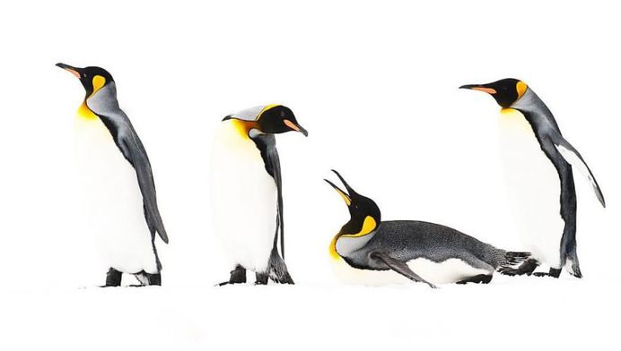 Photographer Audun Lie Dahl Captures Stunning Arctic Wildlife