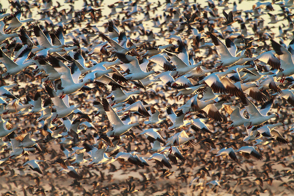 photo #flock #flight #thousands #flying #birds #photography #animals #geese