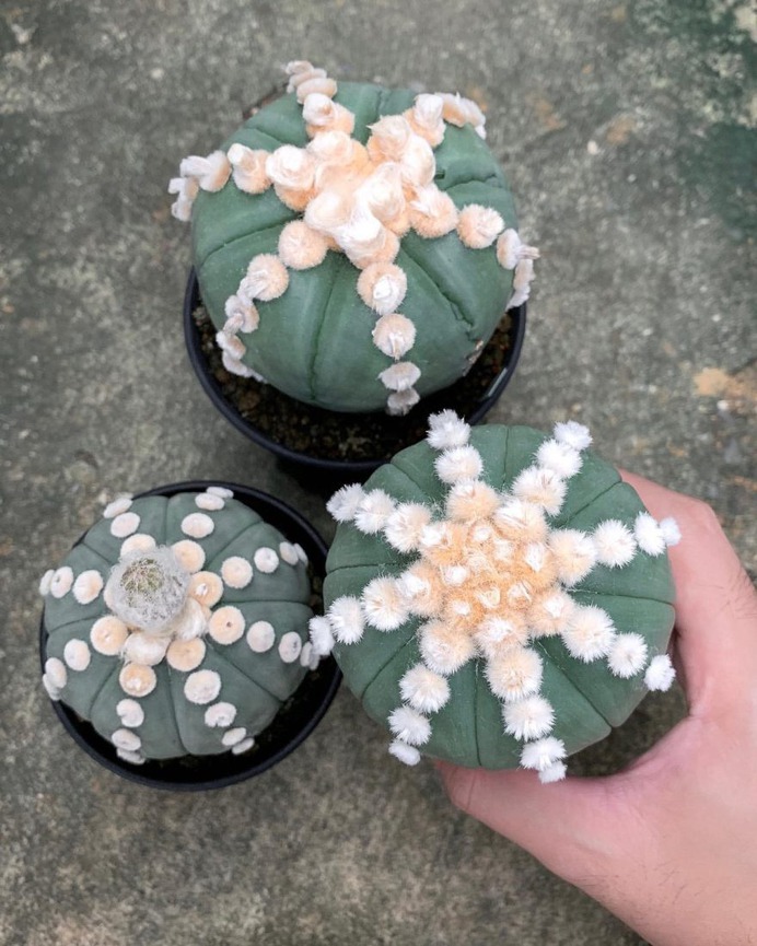 Wonderful Cactuses and Desert Plants by Wachirapol Deeprom