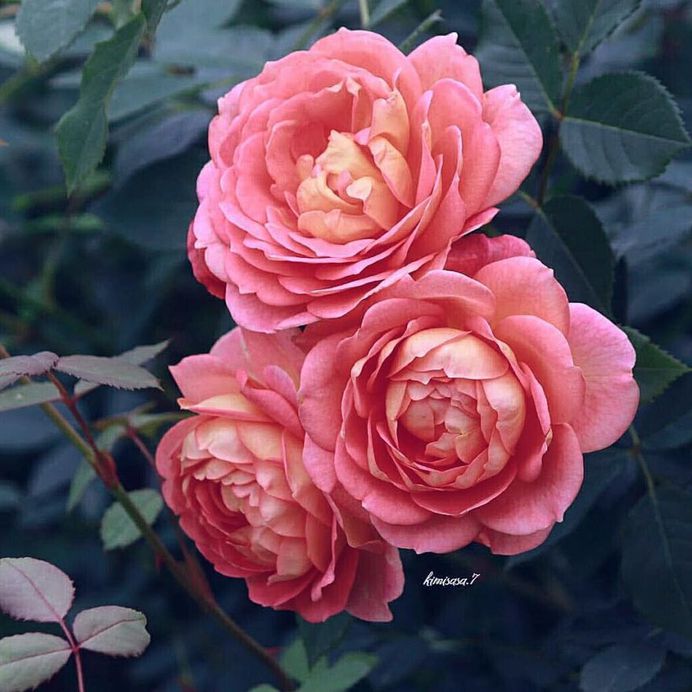 #total_roses: Beautiful Pictures of Roses by Kimi Sasa