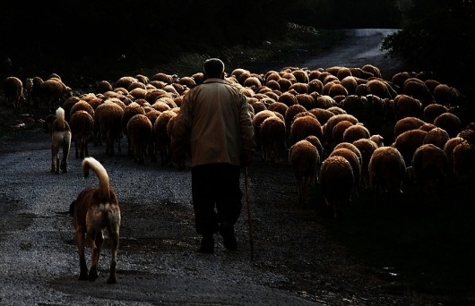 500px / Photo #sheep #photography #dogs #england