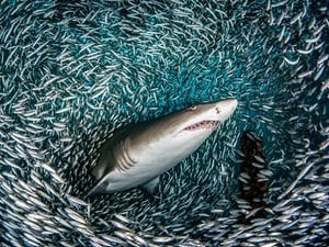 South Carolina, USPhotographer Tanya Houppermans captured what she described as a one in a million shot of a sand tiger shark swimming throu
