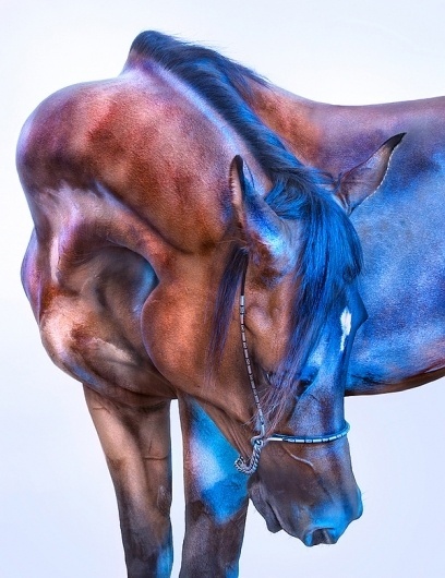 All the Wild Horses by Andrew McGibbon | 123 Inspiration #mcgibbon #andrew