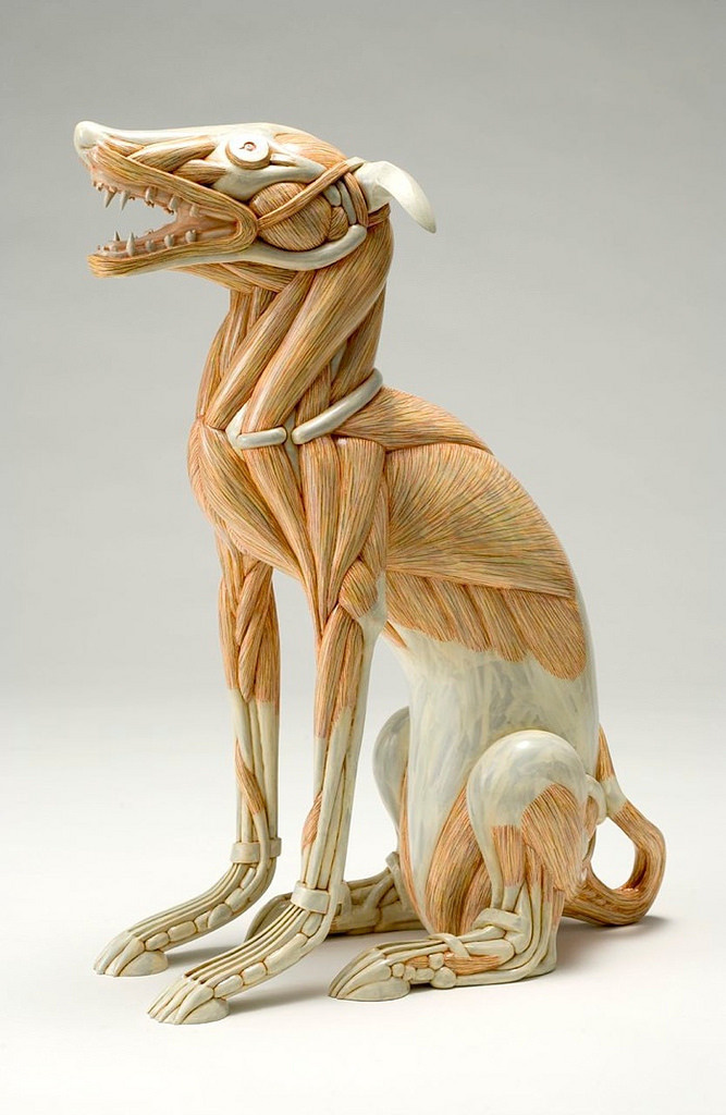 Masao Kinoshita's Sculptures Play With Exaggerated Anatomy | Hi-Fructose Magazine #muscle #sculpture #skeleton #biology #canine #design #anatomy #exaggerated #dissected #art #pet #dog