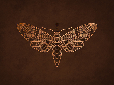 Moth #moth #animal #drawing #illustration