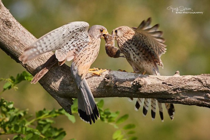 #perfect_birds: Fantastic Birds Photography by Gary Spicer