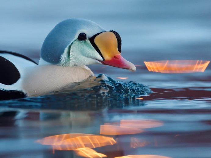 #kings_birds: Fascinating Bird Photography by Staffan Widstrand