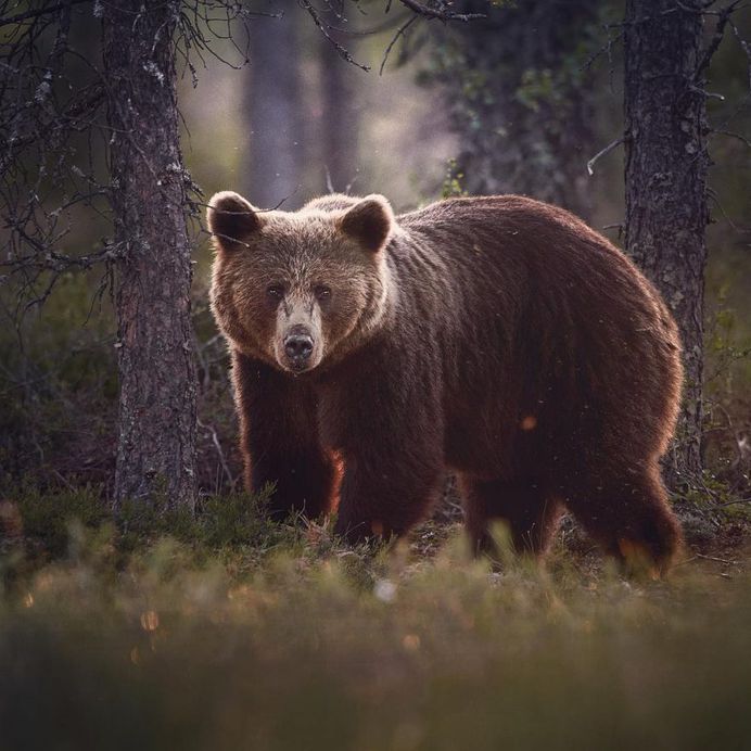 Wildlife Finland: Wild Gray Wolfs, Wolverine and Birds by Niko Pekonen