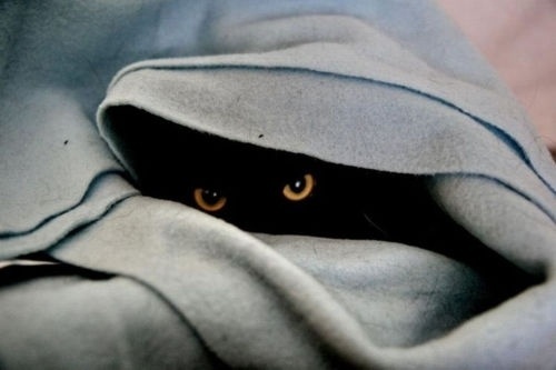 tumblr_lm42ojuKdH1qbyttao1_500.jpeg (500×333) #cat #kitty