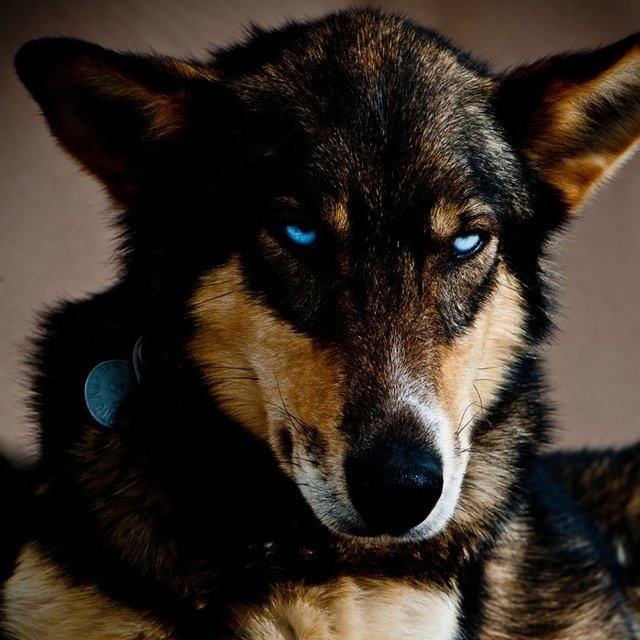 Born to Run book by Albert Lewis #dog