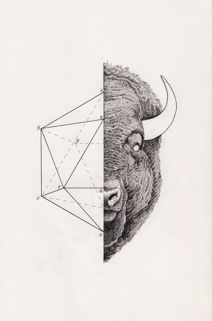 Icosabison by Peter Carrington #inspiration #illustration #geometry #science