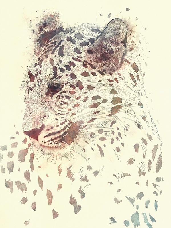 Antoine Duchamp Photography X Sahir Khan Illustration #illustration #tiger