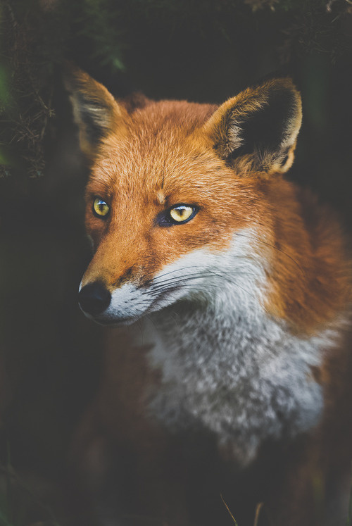Schedvin #animal #photography #fox #beauty #eyes