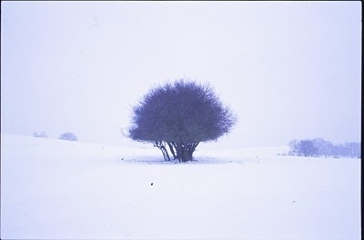 Triangular Love. #tree #photography #art