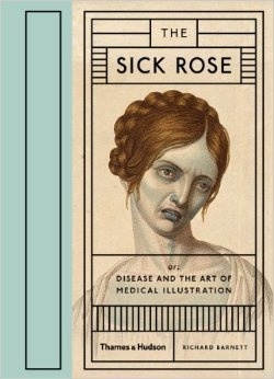 The sick rose #pale #rose #graphic #the #disease #illustration #sick #ill #medical