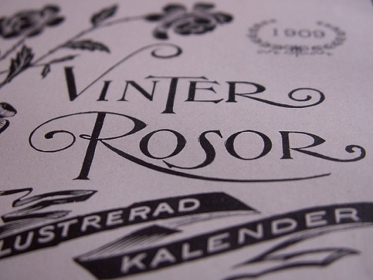 Vinter Rosor | Flickr - Photo Sharing!