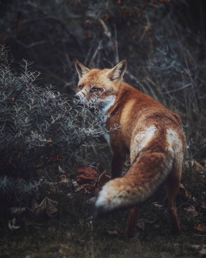 Dreamlike Animals Portrait Photography by Remo Jacobs