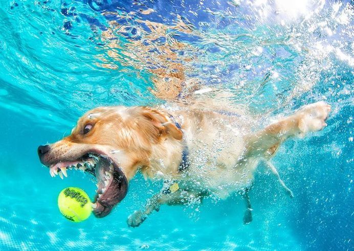 Uderwater Dogs: Creative and Playful Photography by Seth Casteel