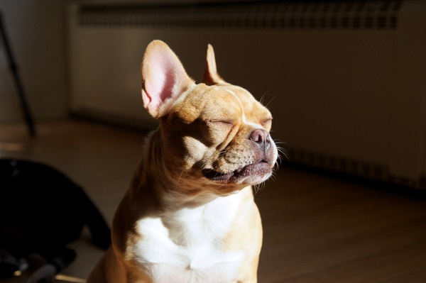I AM A PROFESSIONAL DOGBLOGGER #sunshine #animal #dog