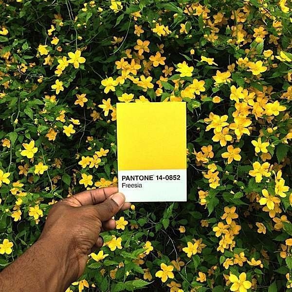 Pantone Project on Instagram #photo #series